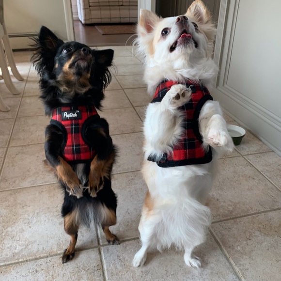 Meet your Posher, Elizabeth - Picture 2 of 8